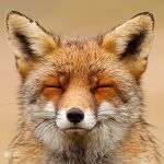 Das Profilbild von Fuchs